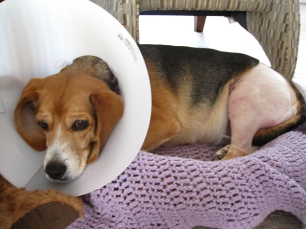 mmmm. . .drumsticks! ;)