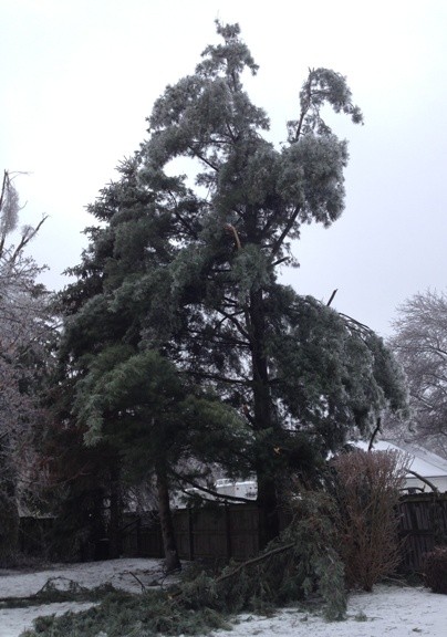 Poor pine tree